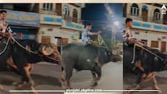 Viral Video: ਬਲਦ ਤੋਂ ਬਾਅਦ ਇਸ ਵਿਅਕਤੀ ਨੇ ਮੱਝ ਦੀ ਕੀਤੀ ਸਵਾਰੀ, ਯੂਜ਼ਰਸ ਨੇ ਕਿਹਾ- ਯਮਰਾਜ ਆ ਗਿਆ