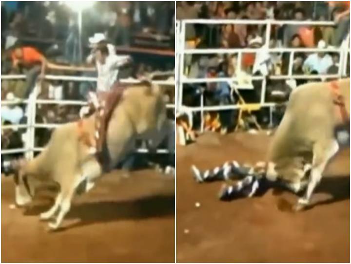 Angry bull attacked on rider who fell unconscious during bull riding बुल राइडिंग के दौरान बेहोश होकर गिरा राइडर, फिर गुस्सैल सांड ने कर दी हालत खराब... ये रहा वीडियो
