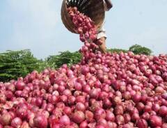 Onion : कांद्याच्या दरात घसरण; बळीराजा संकटात