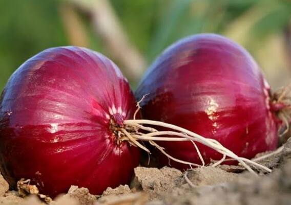 Onion :  नाशिकच्या बाजारात कांद्याची आवक वाढली, दरात घसरण