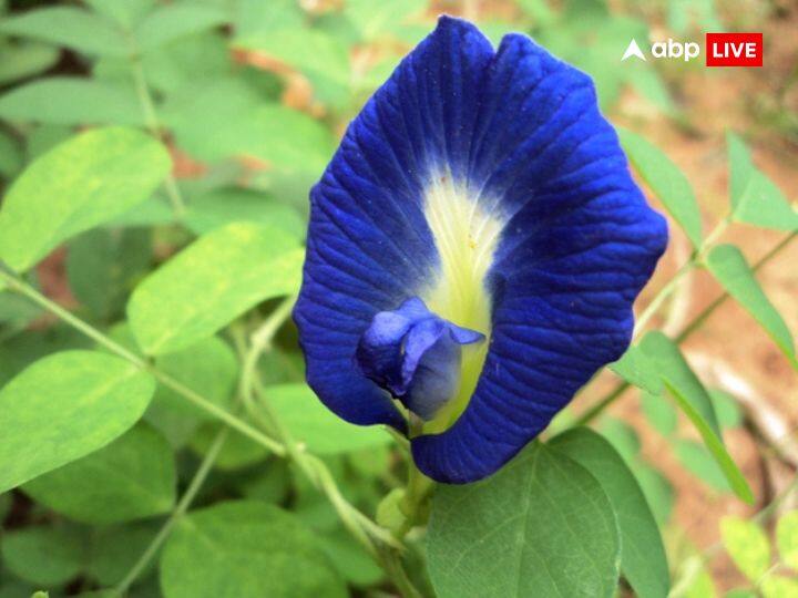 नीला फूल- शनि देव को नीला रंग अति प्रिय है इसीलिए शनि जयंती के दिन शनि देव को नीले पुष्प यानी अपराजिता के पुष्प अर्पित करें. शनि देव नीले वस्त्र धारण करते हैं. इस वजह से शनि को ये पुष्प चढ़ाना चाहिए.