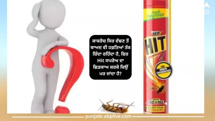 why-do-cockroaches-die-after-spraying-hit-on-them-know-here-details-inside ਕਾਕਰੋਚ ਸਿਰ ਵੱਢਣ ਤੋਂ ਬਾਅਦ ਵੀ ਹਫ਼ਤਿਆਂ ਤੱਕ ਜ਼ਿੰਦਾ ਰਹਿੰਦਾ ਹੈ, ਫਿਰ Hit ਸਪਰੇਅ ਦਾ ਛਿੜਕਾਅ ਕਰਕੇ ਕਿਉਂ ਮਰ ਜਾਂਦਾ ਹੈ?