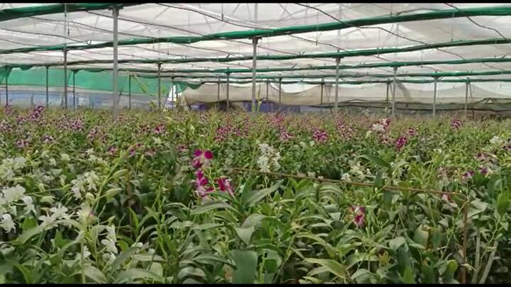 Palghar orchid Flower success Story young engineer from Palghar has ...