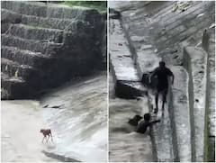 डूबते बछड़े को बचाने के लिए दांव पर लगाई अपनी जिंदगी, ये वीडियो देख आप भी शेयर करेंगे