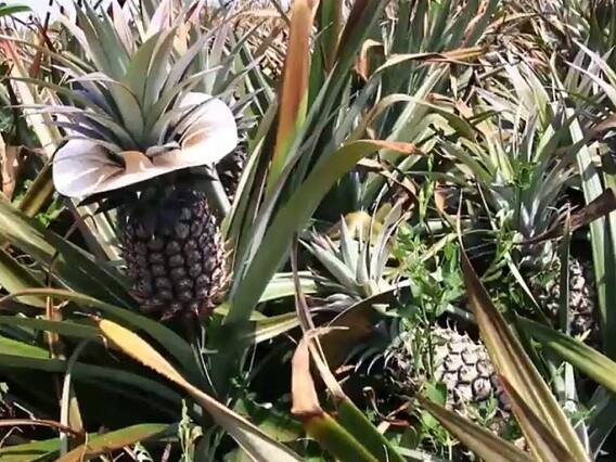 Farming : Pineapple Crop will give many Times More Profit than Paddy Cultivation Farming : ધાનની ખેતીને બદલે ઉગાડો આ પાક, ખેડૂતો થઈ જશે માલામાલ