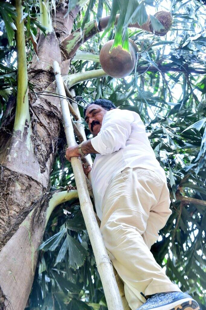 ఆయన చెట్టెక్కి మరీ తాటికల్లు తాగారు తాటి చెట్టు ఎక్కి స్వయంగా కల్లు తీశారు. తాను తీసిన కల్లును తాగి..వావ్ సూపర్ అంటూ కితాబిచ్చారు.