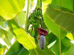 बिहार सरकारचा शेतकऱ्यांसाठी मोठा निर्णय, केळी उत्पादकांना मिळणार 50 टक्के अनुदान 