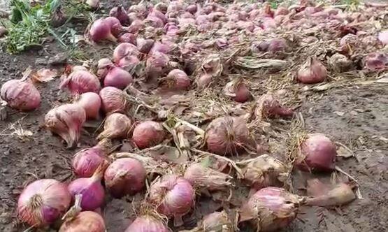 बदलत्या वातावरणाचा शेती पिकांवर मोठा परिणाम होत आहे. हाती आलेली पिकं वाया जात आहेत.