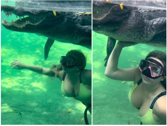 crocodile video bikini girl swims in the water with a dangerous crocodile people shocked Crocodile Video: ਬਿਕਨੀ ਗਰਲ ਨੇ ਖ਼ਤਰਨਾਕ ਮਗਰਮੱਛ ਨਾਲ ਪਾਣੀ 'ਚ ਕੀਤੀ Swimming, ਲੋਕਾਂ ਨੇ ਵੇਖ ਕੇ ਦਿੱਤਾ ਅਜਿਹਾ Reaction