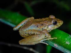 क्या मेंढक को दूध में डालने से दूध खराब नहीं होता है? ये वाली कहानी पता है आपको...?