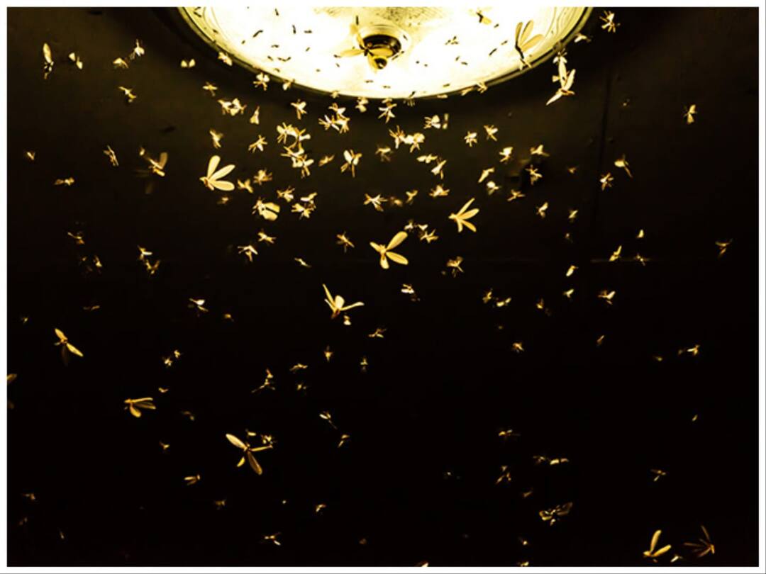 Why Insects Attracts Towards Light Know The Reason Here कभी सोचा है