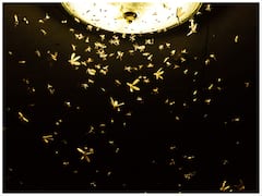 कभी सोचा है घर या सड़क पर लगी लाइट की तरफ क्यों चले आते हैं कीड़े-मकोड़े?