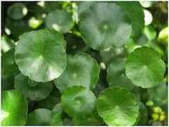 Diabetes: షుగర్ వ్యాధిని అదుపులో పెట్టే అద్భుత ఔషధం ఇది, ఆయుర్వేదంలో ప్రత్యేక స్థానం