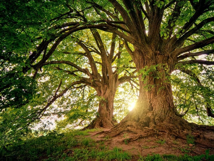 Countries that do not have trees Greenland and qatar are included in list दुनिया के वो देश, जहां नहीं है एक भी पेड़, कैसी होगी यहां के लोगों की जिंदगी!
