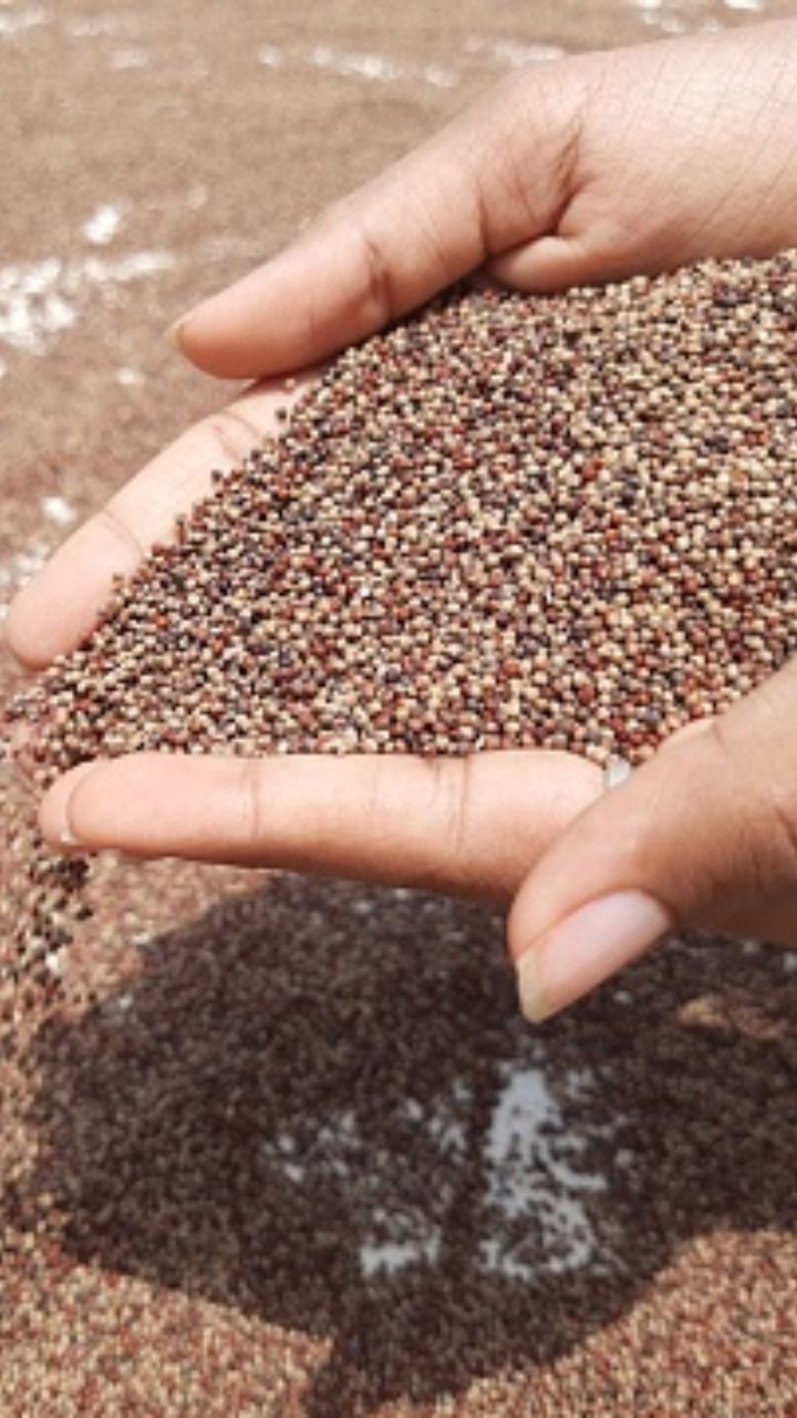 கேழ்வரகு, புரதச்சத்து அதிகம் நிறைந்த ஒரு தானியம் ஆகும்