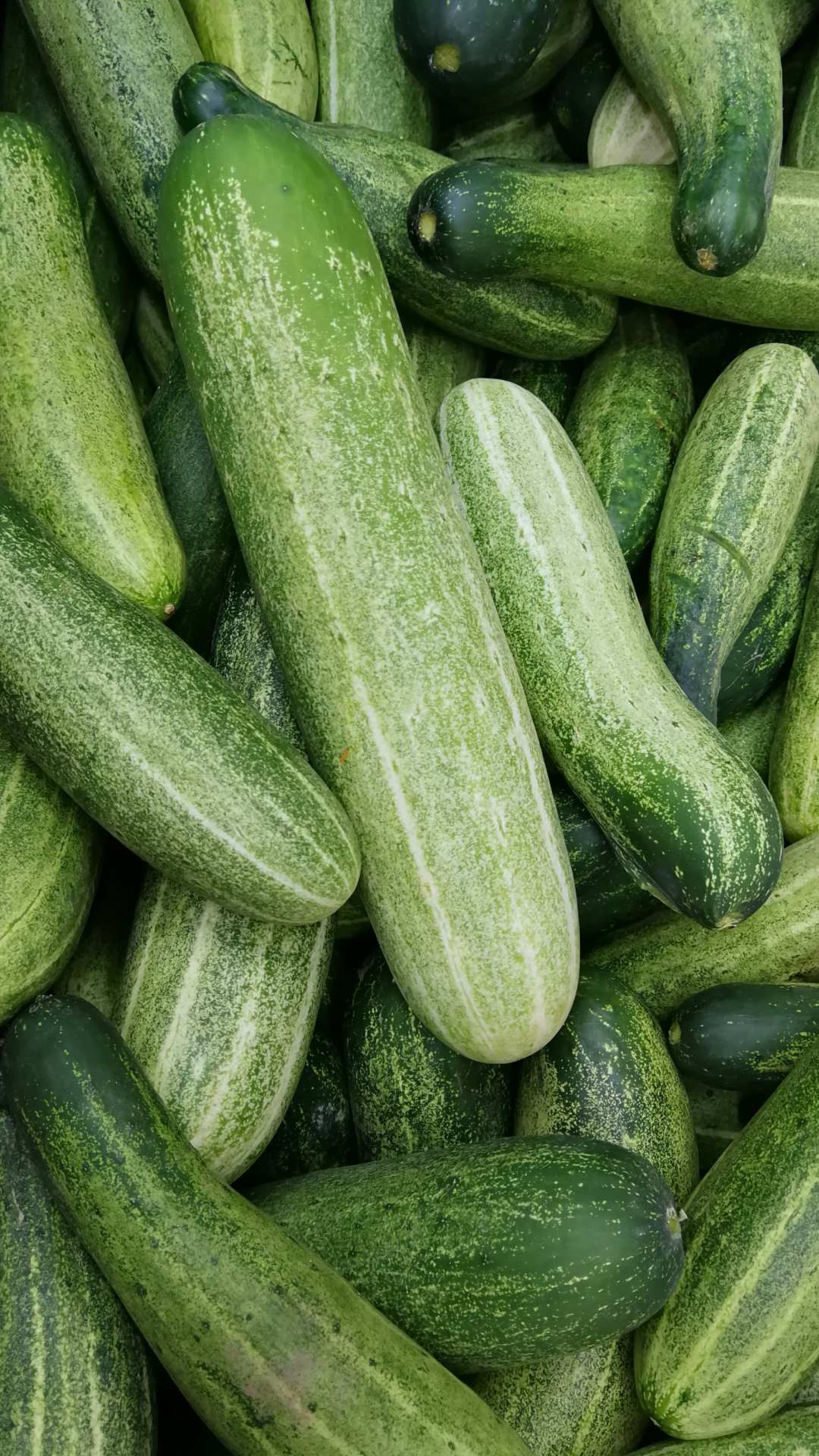 कड़वा खीरा खाना आपकी सेहत पर कैसा असर डालता है?