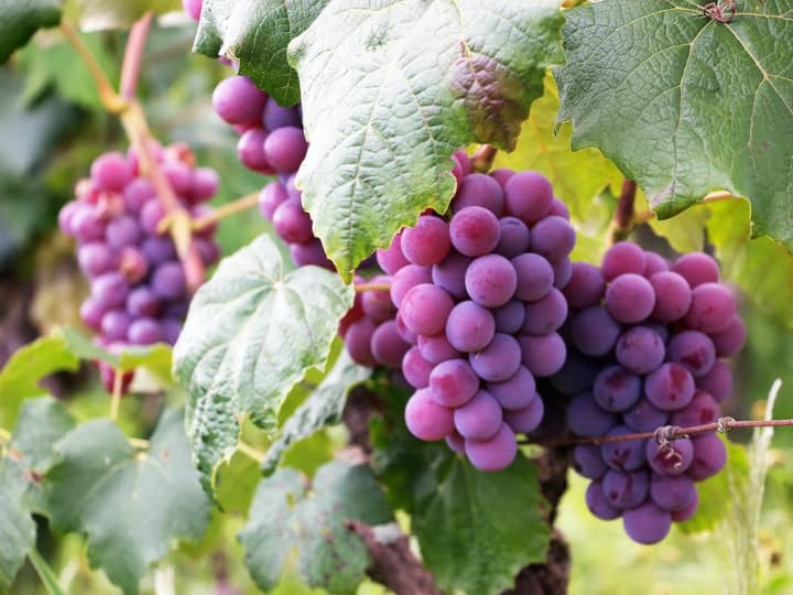Worlds most expensive grape variety is ruby roman grapes of japan know its price अंगूर की कीमत सुनकर ही भर जाएगा पेट! कहेंगे- 'अंगूर खट्टे हैं' आधे गुच्छे में ही आ जाएगी बाइक