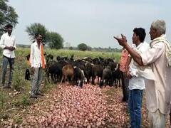 चाळीत टाकण्यापूर्वीच कांदा सडला, अवकाळीचा बीड जिल्ह्याला फटका; शेतकरी चिंतेत