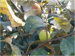 चित्तौड़गढ़: रिटायरमेंट के बाद समय काटने के लिए शुरू की थी सेब की खेती, आज बन गए बड़े किसान