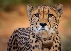 कूनो नेशनल पार्क: तीन चीतों की मौत के बाद अधिकारियों पर उठे सवाल, क्या कहते हैं एक्सपर्ट?