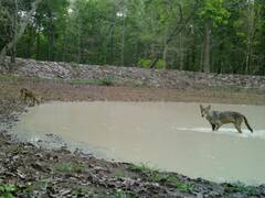 कांगेर नेशनल पार्क में दिखा विलुप्त प्रजाति का भेड़िया, ट्रैप कैमरा में तस्वीरें हुई कैद