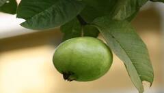 Guava Leaves For Weight Loss : ਅਮਰੂਦ ਦੇ ਪੱਤੇ ਘਟਾ ਸਕਦੇ ਹਨ ਭਾਰ ? ਜਾਣੋ ਇਸ ਬਾਰੇ 'ਚ ਕੀ ਕਹਿੰਦੀ ਹੈ ਰਿਸਰਚ ?