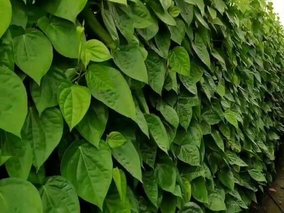 Farming : Betel Leaf Cultivation will Change your luck once you do Farming Farming : આ ત્રણ પાંદડા બદલી નાખશે તમારી કિસ્મત, થશે બંપર કમાણી