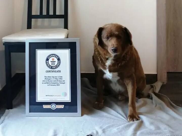 Guinness World Records holder Portugal dog named Bobi turn 31 on thrusday World Oldest Dog: इस कुत्ते की उम्र जानकर उड़ जाएंगे आपके होश, जानें कितने साल का हुआ, गिनीज वर्ल्ड रिकॉर्ड में नाम दर्ज