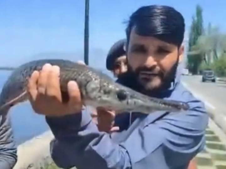 Jammu Kashmir Alligator Gar fish found in Dal Lake know about them ann Jammu-Kashmir: श्रीनगर की डल झील में मिली 'एलीगेटर गार' फिश, देखकर सब रह गए हैरान, वीडियो वायरल