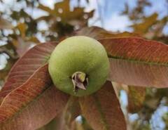 Guava Leaves For Weight Loss : ਅਮਰੂਦ ਦੇ ਪੱਤੇ ਘਟਾ ਸਕਦੇ ਹਨ ਭਾਰ ? ਜਾਣੋ ਇਸ ਬਾਰੇ 'ਚ ਕੀ ਕਹਿੰਦੀ ਹੈ ਰਿਸਰਚ ?