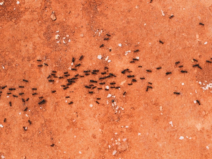 why do ants march in the line know the reason behind this चींटी एक लाइन में क्यों चलती है... ये होता है ऐसा करने के पीछे का मकसद?