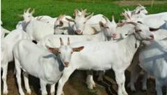 ਭਾਰਤ ਦਾ ਇੱਕ ਅਜਿਹਾ ਪਿੰਡ ਜਿੱਥੇ ਬੱਕਰੀ ਪਾਲਣ 'ਤੇ ਲੱਗਦਾ ਹੈ ਜੁਰਮਾਨਾ, ਜਾਣੋ ਇਸਦੇ ਪਿੱਛੇ ਦੀ ਦਿਲਚਸਪ ਕਹਾਣੀ