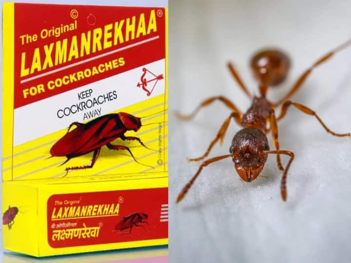 Why do ants die when they cross the line of Lakshman Rekha Lakshman Rekha चॉक की लाइन को पार करते ही चीटियां मर क्यों जाती हैं? इसमें ऐसा क्या होता है?