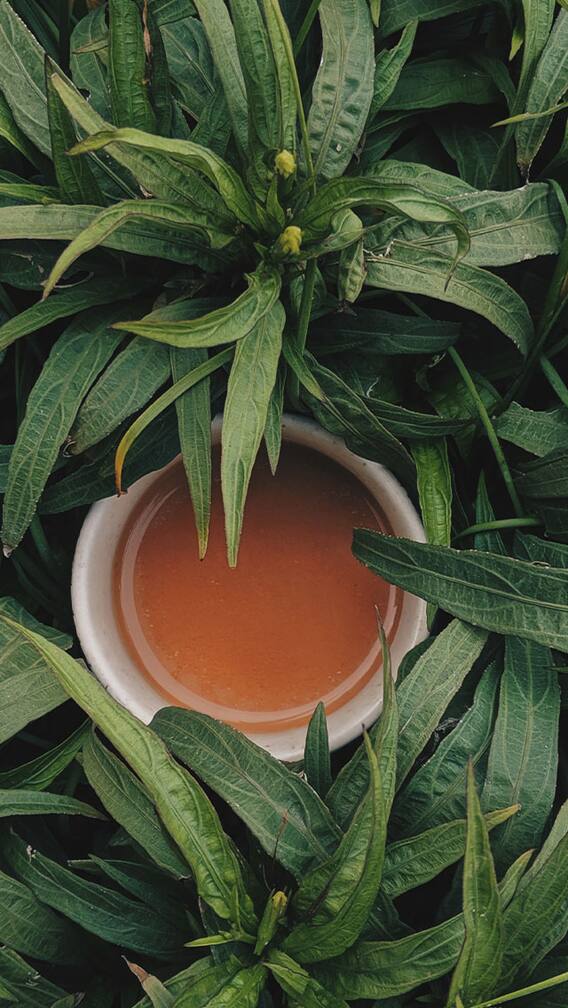 हवामान बदलाचा चहा उत्पादनावर परिणाम