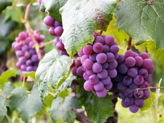 worlds most expensive grape variety is ruby roman grapes of japan know its price ਅੰਗੂਰਾਂ ਦਾ ਰੇਟ ਸੁਣਕੇ ਕਹੋਗੇ, ਅੰਗਰੂ ਖੱਟੇ ਹਨ ! ਅੱਧੇ ਗੁੱਛੇ ਵਿੱਚ ਹੀ ਆ ਜਾਵੇਗਾ ਮੋਟਰਸਾਈਕਲ