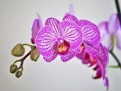 ये हैं दुनिया के 5 सबसे महंगे फूल...खरीदना छोड़िए सूंघने के भी लगते हैं पैसे