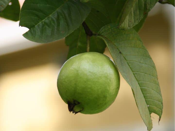 Guava Leaves For Weight Loss: अमरूद पूरी दुनिया में लोकप्रिय फल है. इसका सेवन न सिर्फ भारतीय, बल्कि कई देशों के लोग भी करते हैं.