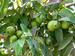 Guava Leaves For Weight Loss: अमरूद के पत्ते घटा सकते हैं वजन? जानिए इस बारे में क्या कहती है रिसर्च?