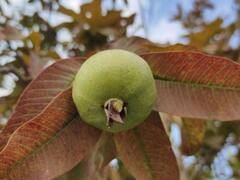 Guava Leaves For Weight Loss: अमरूद के पत्ते घटा सकते हैं वजन? जानिए इस बारे में क्या कहती है रिसर्च?