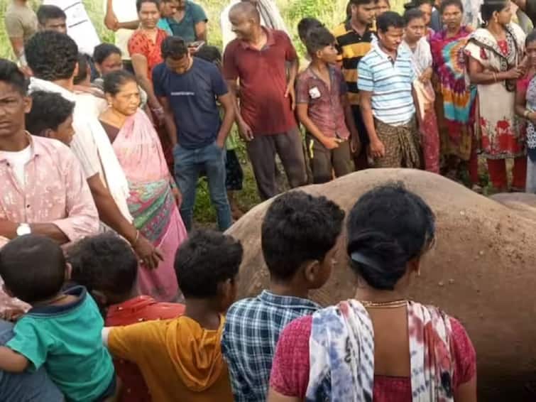 Andhra Pradesh Four Elephants Electrocuted To Death In Parvatipuram Manyam District Andhra Pradesh: Four Elephants Electrocuted To Death In Parvatipuram Manyam District