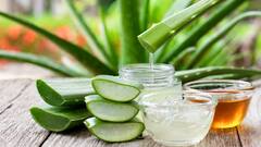 Aloe Vera: એલોવેરાનું જ્યુસ પીવાથી શરીરને પહોંચે આ અદભૂત ફાયદા, આ રીતે કરો સેવન