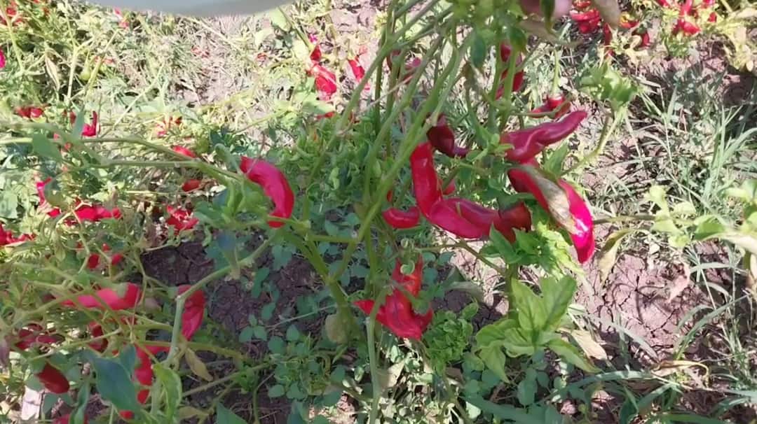 Agriculture News Paprika produced in Hingoli district is in demand in America Hingoli News: हिंगोलीतील शेतकऱ्यांचा अनेखा प्रयोग; औषधी गुणधर्म असलेल्या पापरिका मिरचीला अमेरिकेत मागणी , 27-30 हजार क्विंटल भाव