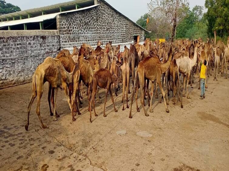 maharashtra News nashik news Camels will be repatriated by Nashik administration soon Nashik News : नाशिकचं वातावरण अपोषक, उपचार सुरूच, मात्र आठ उंटांचा मृत्यू, लवकरच घरवापसी