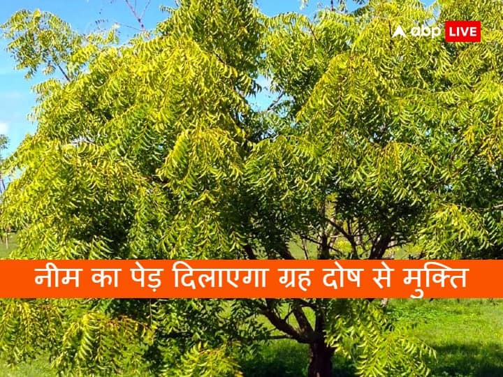 Vastu tips Neem Upay Shani ketu pitra dosh Neem Tree Remedies Keep at home Right direction Neem Ke Upay: शनि-केतु और पितृ दोष से राहत दिलाता है कड़वा नीम, इस दिशा में लगाने से होती है बरकत