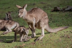 एक ऐसा जीव जो उल्टा नहीं चल सकता, खतरा होने पर ऐसे करता है बच्चों की सुरक्षा