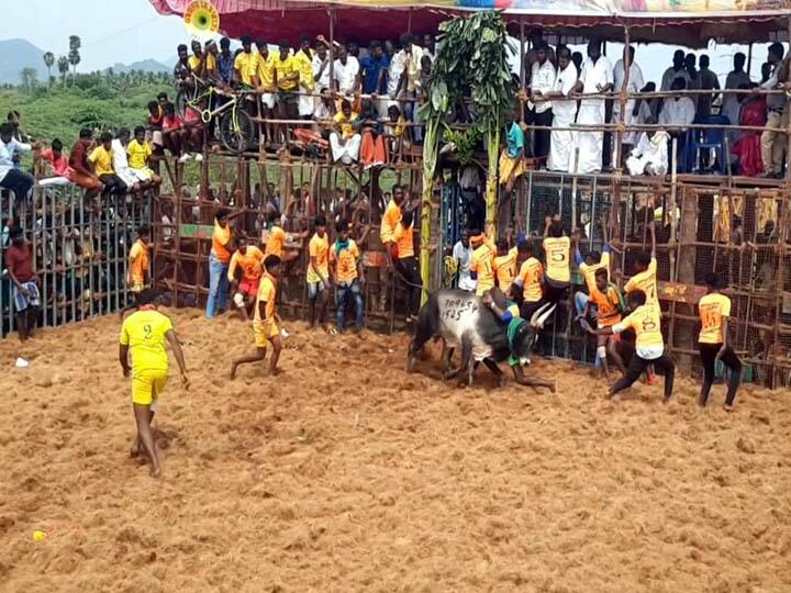 Dindigul jallikattu competition at Dindigul was played with enthusiastically fielded bulls TNN திண்டுக்கல்லில் ஜல்லிக்கட்டு போட்டி -  ஆர்வத்துடன் களம் இறக்கப்பட்ட காளைகளுடன் விளையாடிய வீரர்கள்