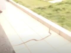 कर्नाटक में BJP प्रत्याशी के घर पर मिला कोबरा सांप, मुख्यमंत्री बसवराज बोम्मई भी थे मौजूद