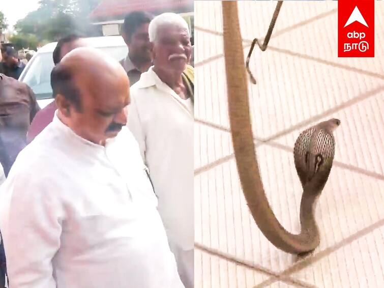 Karnataka election 2023 karnataka election result snake entered into bjp office Snake in BJP Office: கர்நாடகாவில் பாஜக அலுவலகத்தில் புகுந்த நல்ல பாம்பு: அலறிய தொண்டர்கள் - நடந்தது என்ன?