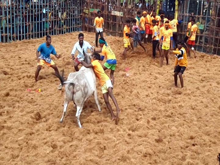 திண்டுக்கல்லில் ஜல்லிக்கட்டு போட்டி -  ஆர்வத்துடன் களம் இறக்கப்பட்ட காளைகளுடன் விளையாடிய வீரர்கள்