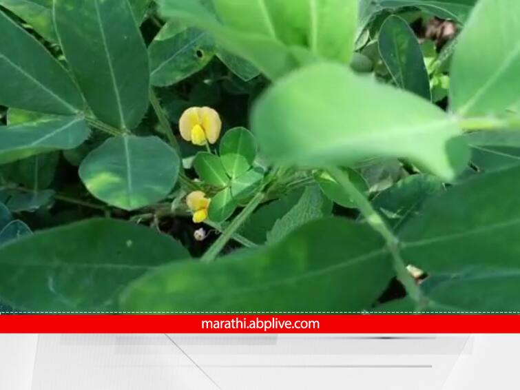 Palghar News Farmers produce lakhs from groundnut in Mokhada Palghar News: मोखाडामध्ये भुईमुगापासून शेतकऱ्यांना लाखोंचे उत्पादन